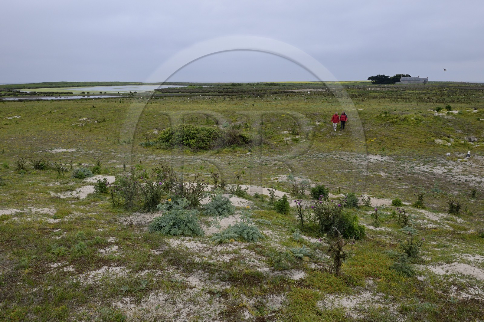France, Finistère (29), La Foret Fouesnant, archipel des Glénan, Ile du Loc'h est la propriété de la famille Bolloré et la seule ferme