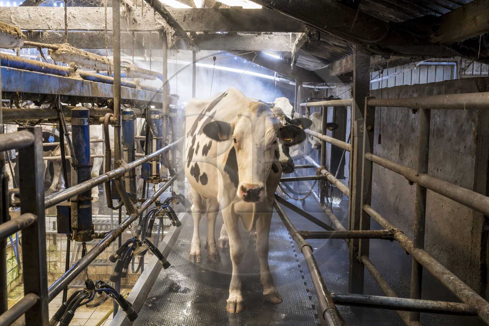 France, Finistère (29), Pays des Abers, Lannilis, ferme de Keruzal Vihan en bordure de l'Aber Benoit, élevage de vache laitières prim’holstein et traite du soir