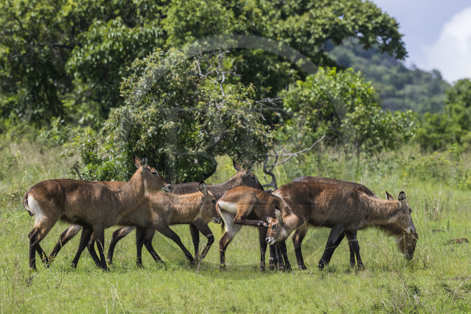 Rwanda, Parc national de l'Akagera, Cobe Defassa (Kobus ellipsiprymnus defassa) femelle