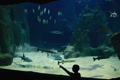 France, Pyrenees Atlantiques, Basque Country, Biarritz, Aquarium - the Sea Museum, the shark aquarium