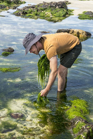 France, Finistère, Pays Bigouden (Bigouden country), Bay of Audierne, Plozevet, Lenny Gouedic co-creator of Begood Alg, harvesting wild edible algae (Ao Nori) on foot on the beach at low tide