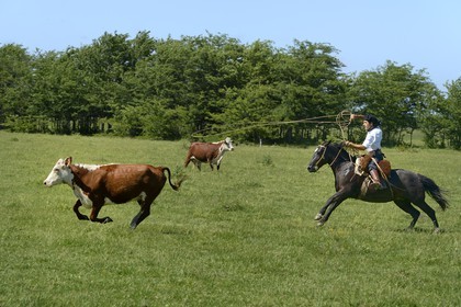 Argentine, province de Buenos Aires, San Antonio de Areco, estancia La Bamba de Areco, gaucho au travail pourchassant une vache au lasso