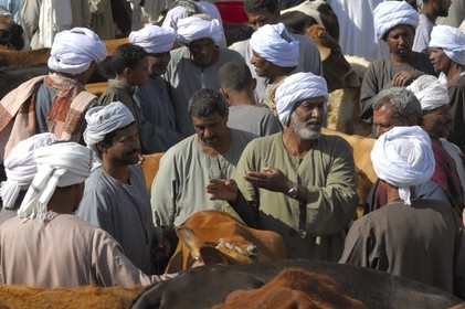 Egypte, Haute Egypte, Daraw au nord d'Assouan, marché aux vaches