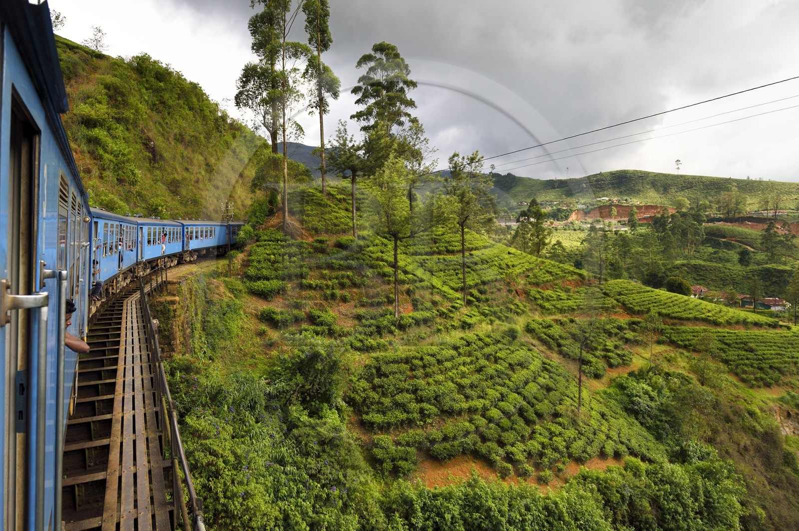 Sri Lanka, Province du Centre, trajet en train dans la région montagneuse de la culture du thé entre Hatton et Badulla, ici aux abords de Nanuoya, plantation de thé