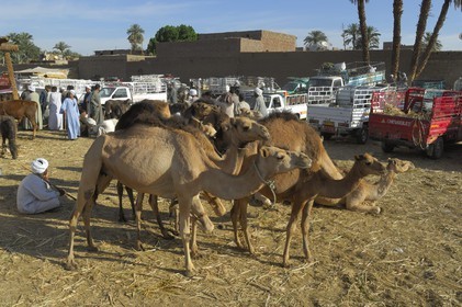 Egypte, Haute Egypte, Daraw au nord d'Assouan, marché aux dromadaires