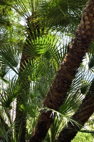 France, Var, Hyeres, Castel Sainte-Claire whose gardens have been awarded Jardins Remarquables de France label ( Remarkable Gardens of France), dwarf palm chamaerops humilis