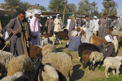 Egypte, Haute Egypte, Daraw au nord d'Assouan, marché aux animaux, vendeurs de moutons et de chèvres