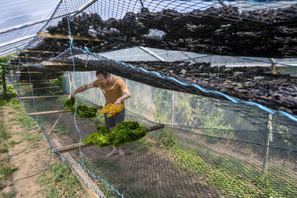 France, Finistère, Pays Bigouden (Bigouden country), Plozevet, Lenny Gouedic co-creator of Begood Alg, display of wild edible algae during the harvest day in a solar dryer