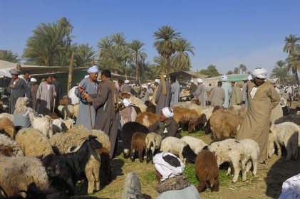 Egypte, Haute Egypte, Daraw au nord d'Assouan, marché aux animaux, vendeurs de moutons et de chèvres