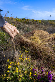 France, Cotes d'Armor, Grand Site de France Cap d'Erquy – Cap Frehel, Erquy, Cuscuta campestris or field dodder is a parasitic plant found in large quantities on the heath