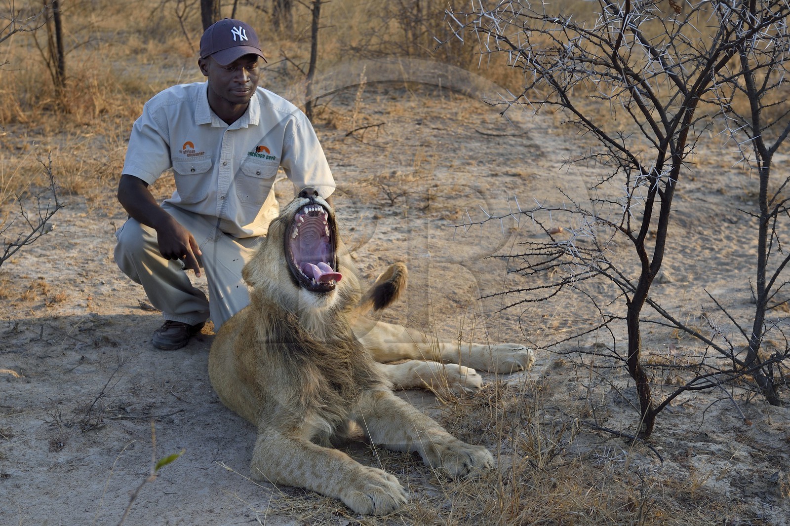 Zimbabwe, province des Midlands, Gweru, Antelope Park qui abrite ALERT (African Lion and Environmental Research Trust), marche à pied de guides - dresseurs en compagnie de lions (panthera leo) dans la brousse