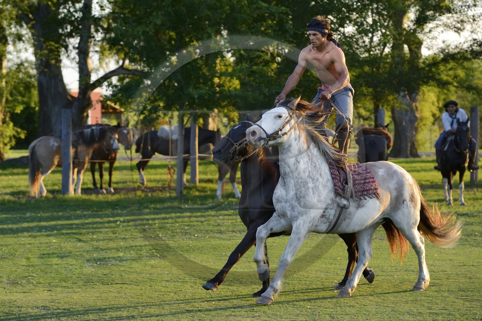 Argentine, province de Buenos Aires, San Antonio de Areco, estancia La Bamba de Areco, demonstration du savoir-faire d'un cavalier amerindien avec son cheval