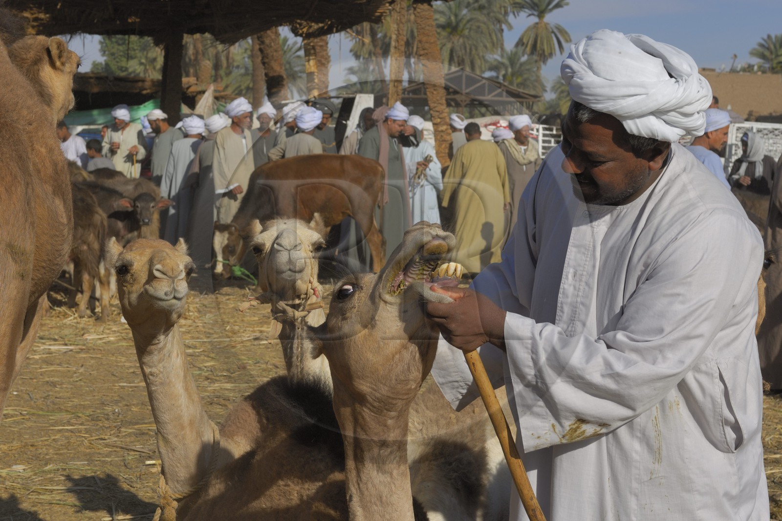 Egypte, Haute Egypte, Daraw au nord d'Assouan, marché aux dromadaires