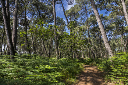 France, Cotes d'Armor, Grand Site de France Cap d'Erquy – Cap Frehel, Sables-d'Or-les-Pins at Frehel, GR34 hiking trail in the oak and pine forest east of Sables d'Or