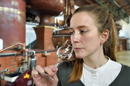 France, Charente, Sireuil, Distillerie des Moisans, the trade development manager Laurette Didière smells wine brandy that will become cognac