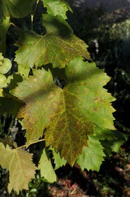 France, Var, Provence Verte (Green Provence), Bras village next to Saint Maximin, Le Peyrourier Bed & Breakfast, une campagne en Provence, vine leaf