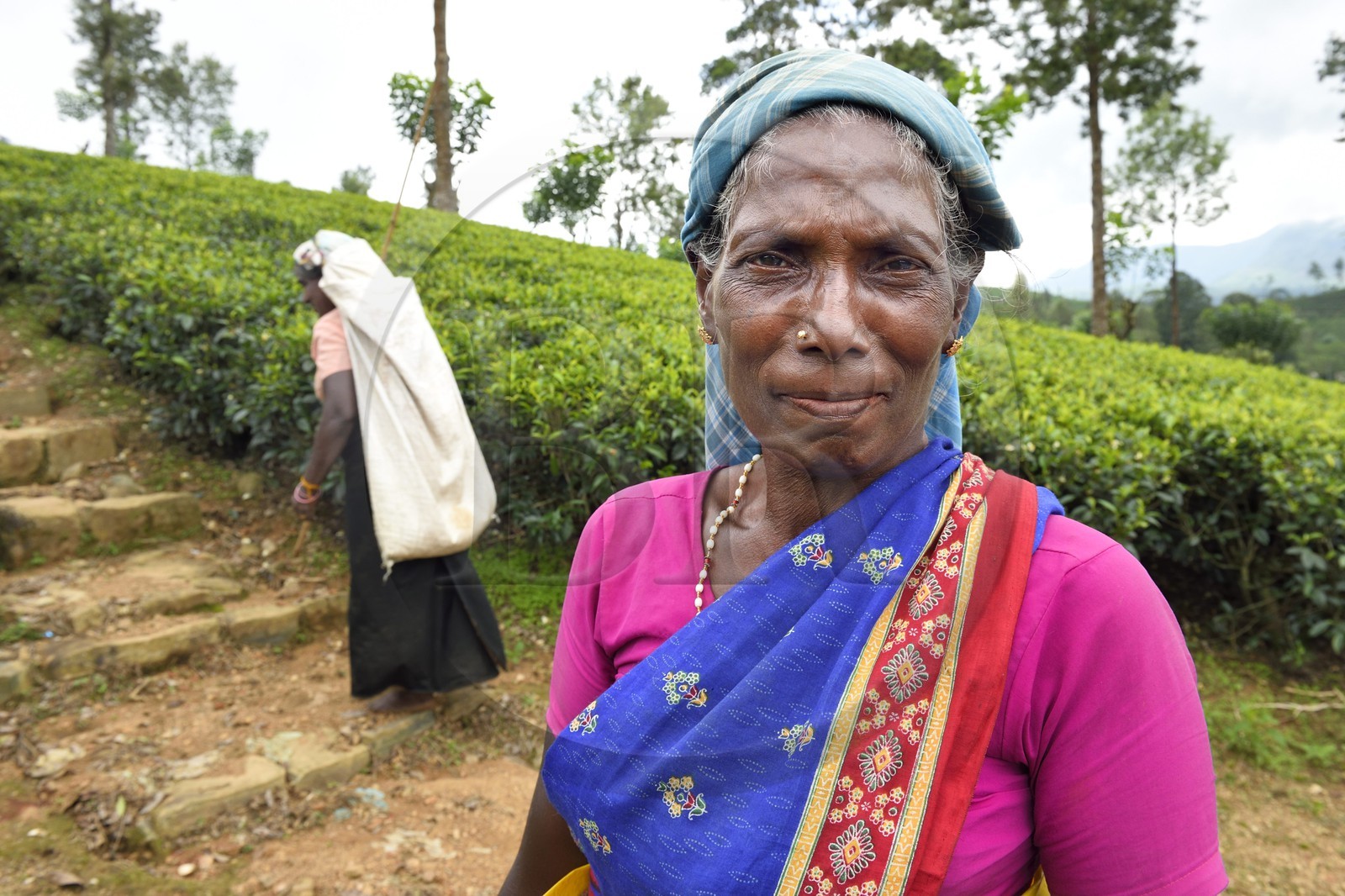 Sri Lanka, province du centre, Dalhousie, femme tamoul travaillant à la cueillette des feuilles dans une plantation de thé