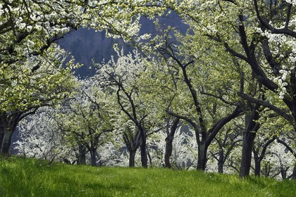 France, Meuse, Lorraine Regional Park, Cotes de Meuse, Saint Maurice sous les Cotes, mirabelliers (cherry-plum trees) in bloom