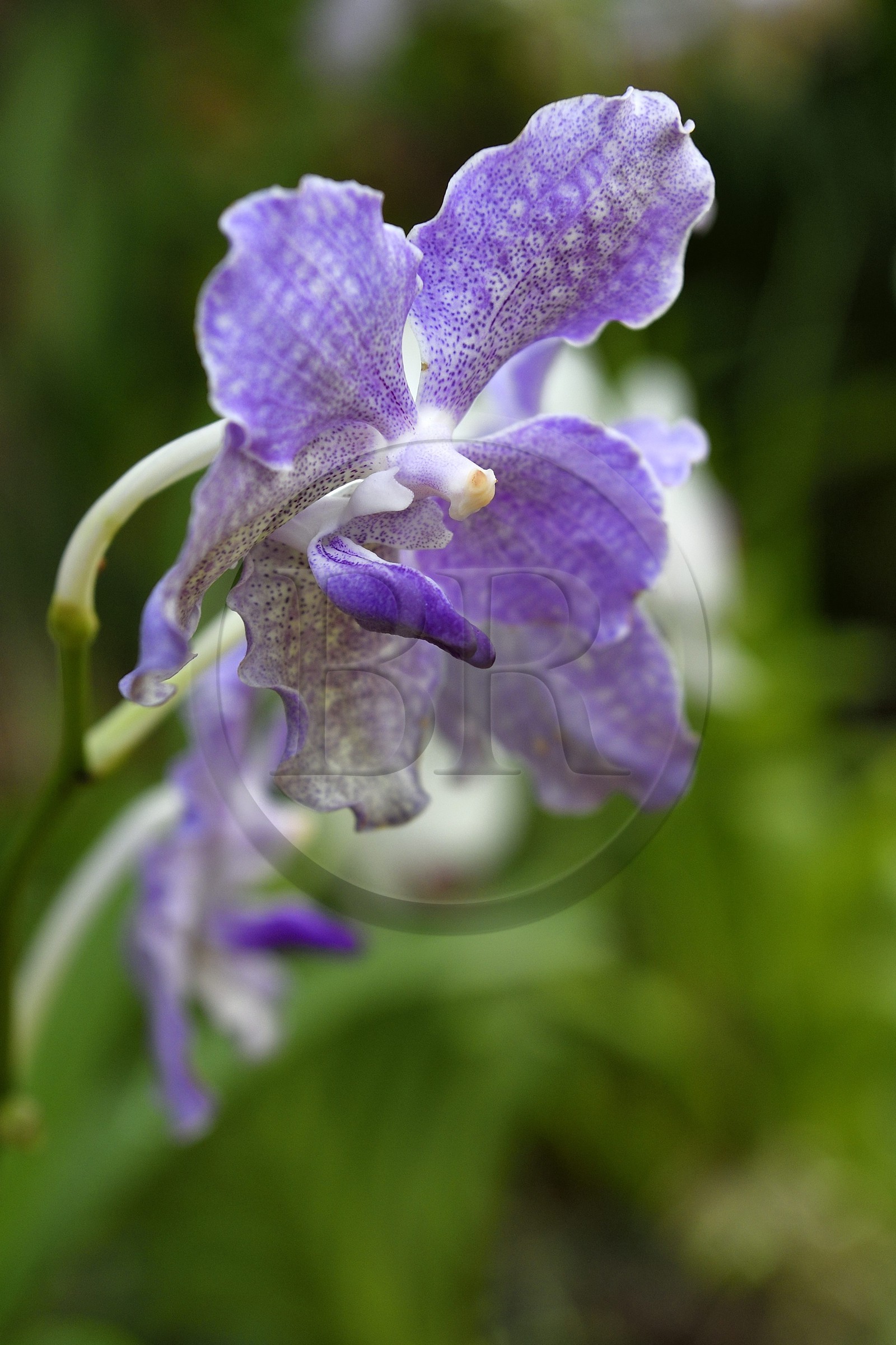 Sri Lanka, province du centre, Kandy, jardin botanique de Peradeniya, serre aux orchidées (Orchidaceae)