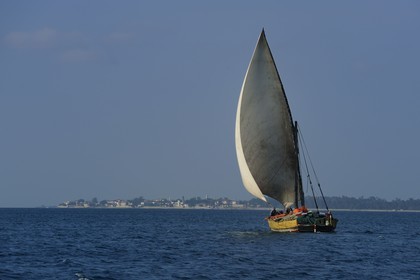 Tanzanie, archipel de Zanzibar, île de Unguja (Zanzibar), côte ouest, un dhow (boutre traditionnel)  naviguant vers Stone Town