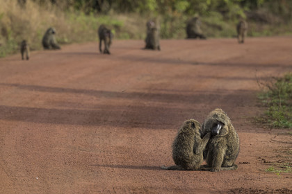 Rwanda, Akagera National Park, olive baboon (Papio anubis) delousing one of his congeners