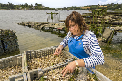 France, Finistère (29), Pays des Abers,  Lannilis, viviers et parc à huitres Prat-Ar-Coum, entreprise ostréicole de la famille d’Yvon Madec sur l'Aber Benoit, Caroline Madec travaille sur des bacs de jeunes huitres de 1 ans