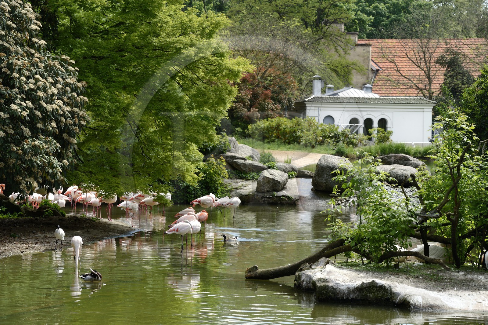 France, Rhône (69), Lyon,  le parc de la Tête d' Or, le zoo, les flamands roses