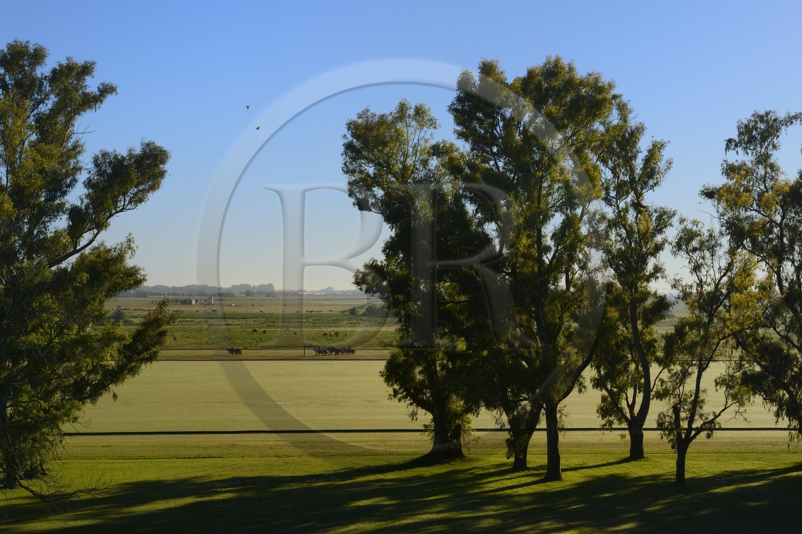 Argentine, province de Buenos Aires, San Antonio de Areco, estancia La Bamba de Areco, entrainement quotidien des chevaux de polo dans la pampa