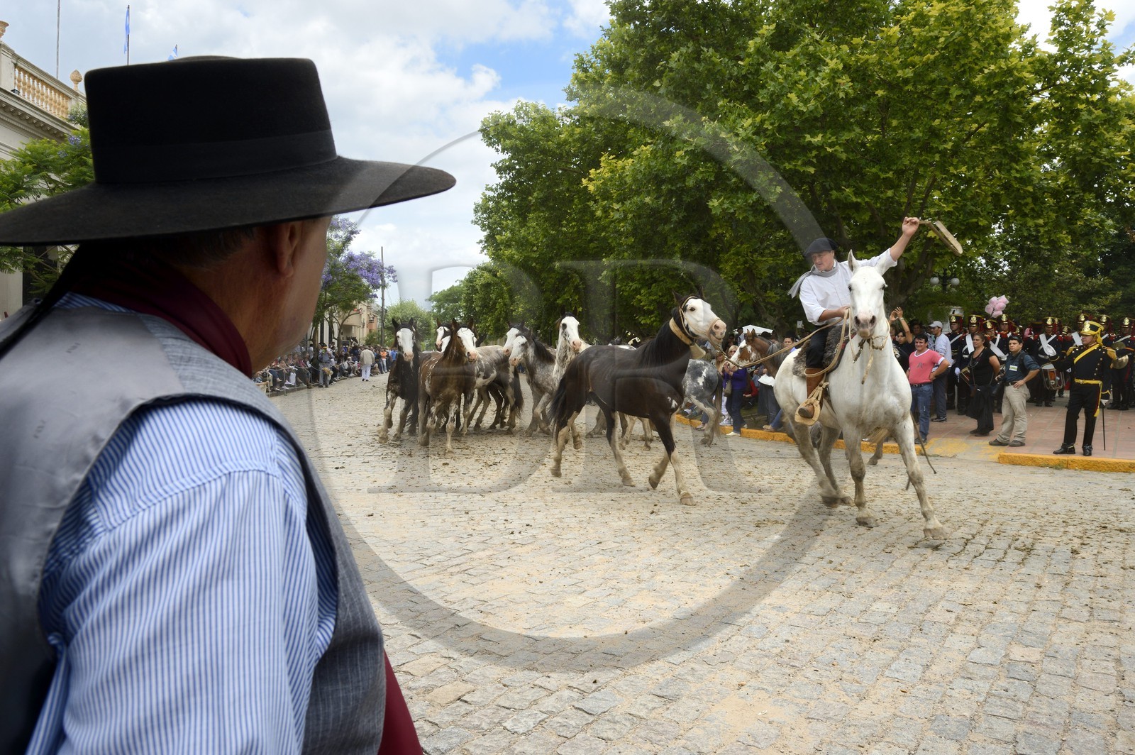 Argentine, province de Buenos Aires, San Antonio de Areco, fête du Jour de la Tradition (Dia de la Tradicion), gaucho présentant son troupeau de chevaux