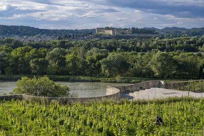 France, Vaucluse, Avignon, the vineyard of the Clos du Palais des Papes, the Rhone river and Fort Saint André in Villeneuve les Avignon in the background