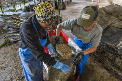 France, Finistère (29), Pays des Abers,  Lannilis, viviers et parc à huitres Prat-Ar-Coum, entreprise ostréicole de la famille d’Yvon Madec sur l'Aber Benoit, Halima et Catia à droite travaillent à la mise en poche de la criblure de naissains d’huitres