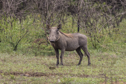Rwanda, Akagera National Park, warthog (Phacochoerus africanus)