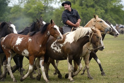 Argentina, Buenos Aires Province, San Antonio de Areco, Tradition Day festival (Dia de Tradicion), matched-together horse herds (Entrevero de tropillas)