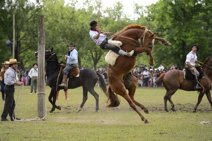 Argentine, province de Buenos Aires, San Antonio de Areco, fête du Jour de la Tradition (Dia de la Tradicion), les gauchos prouvent leur habilité à cheval lors d'un rodéo appelé Jineteada gaucha