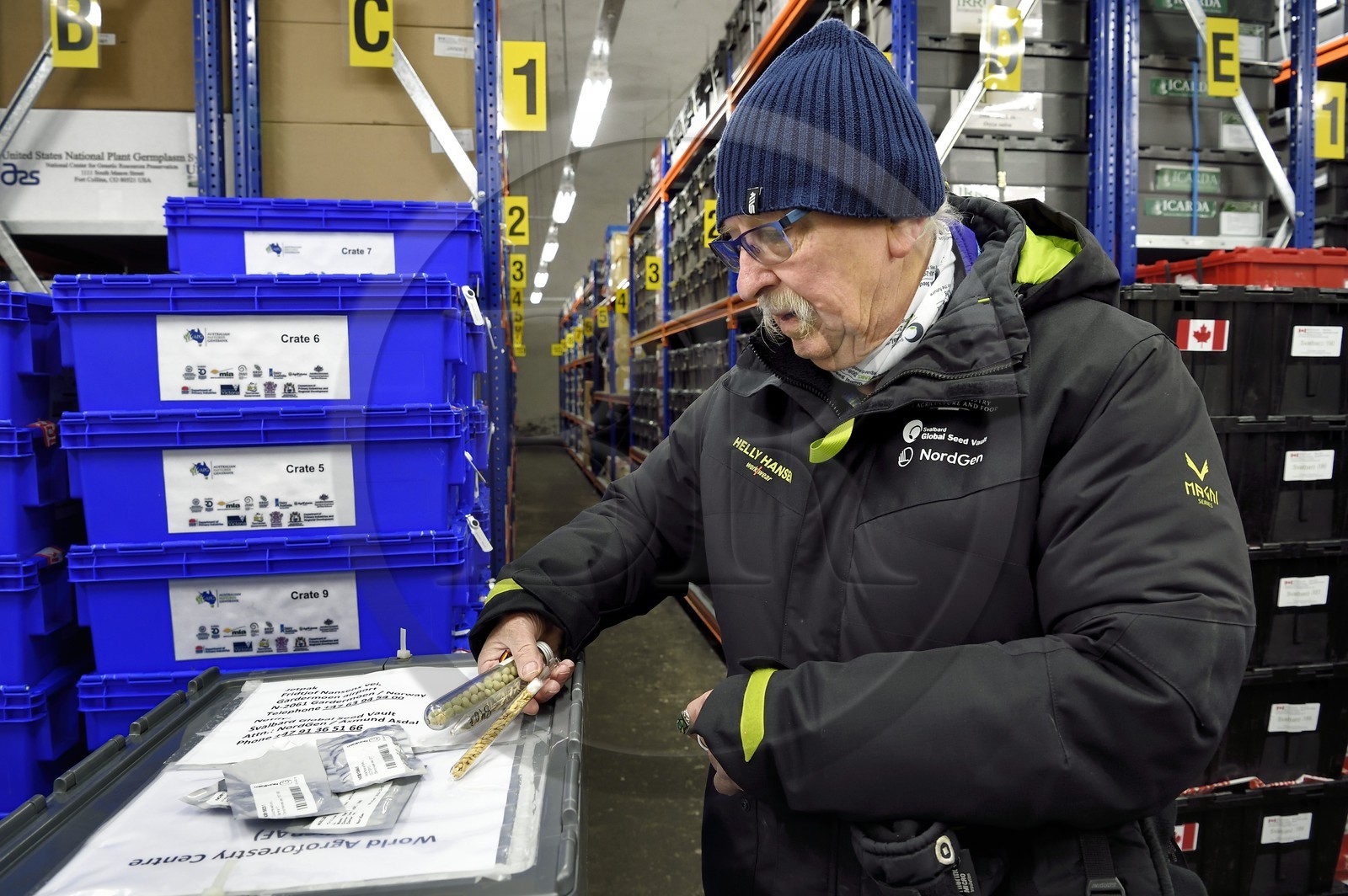 Norvège, Svalbard, Spitzberg, Longyearbyen, la Réserve mondiale de semences du Svalbard (banque de graines du Global Seed Vault), salle de stockage des semences artificiellement maintenue à -18°C, près de 900000 échantillons ont été déposés, provenant de 200 pays d'origine et de 73 instituts déposants, Roland von Bothmer présente les nouveaux moyens de stockage des semences en sachet aluminium sous vide et les anciens en tube de verre