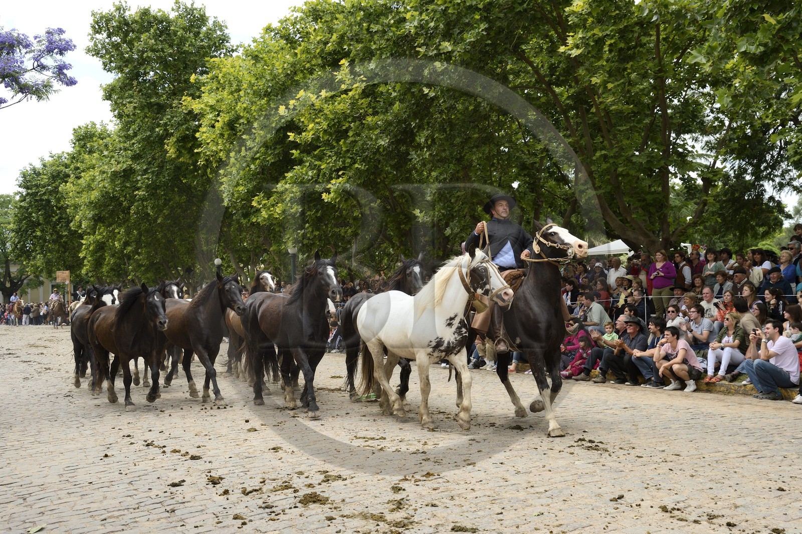 Argentine, province de Buenos Aires, San Antonio de Areco, fête du Jour de la Tradition (Dia de la Tradicion), gaucho présentant son troupeau de chevaux