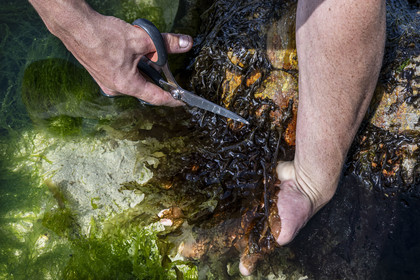 France, Finistère, Pays Bigouden (Bigouden country), Plozevet, Lenny Gouedic co-creator of Begood Alg, harvesting wild edible algae (dulse) on foot with gentle pruning with scissors on the beach at low tide