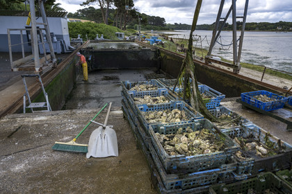 France, Finistère (29), Pays des Abers,  Lannilis, viviers et parc à huitres Prat-Ar-Coum, entreprise ostréicole de la famille d’Yvon Madec sur l'Aber Benoit