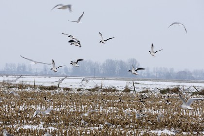 France, Ille-et-Vilaine (35), le polder du Mont-Saint-Michel, mouettes et canards