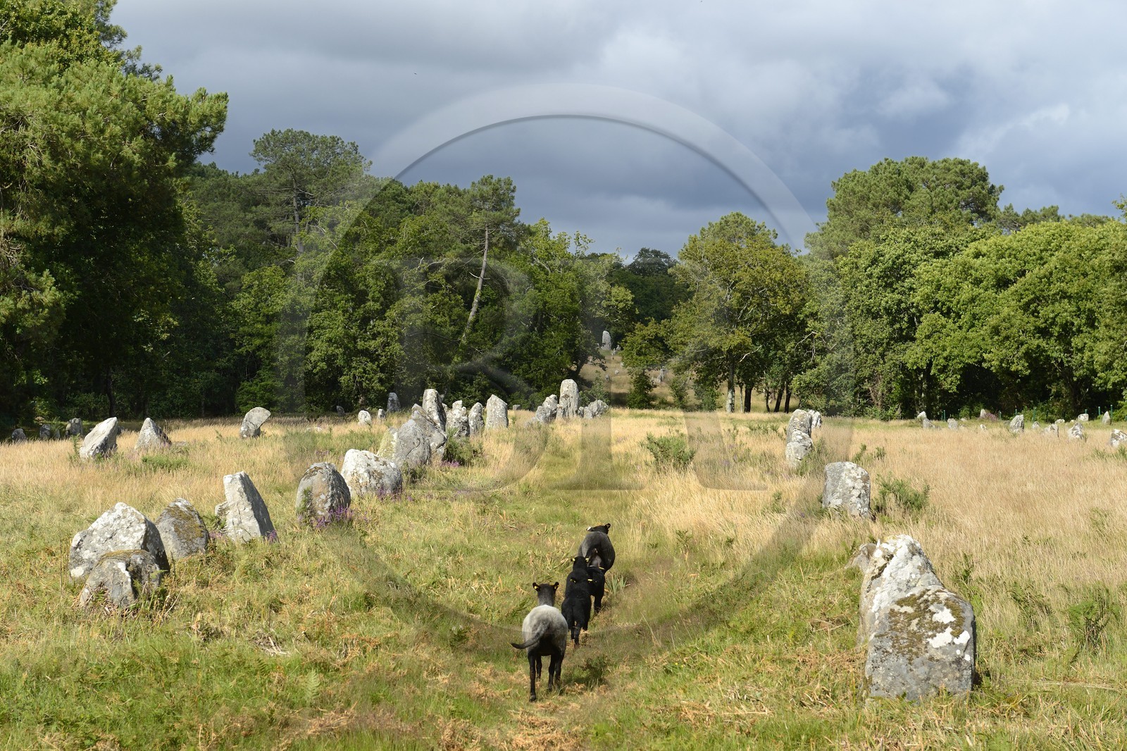 France, Morbihan (56), Carnac, alignement mégalithique de Kermario