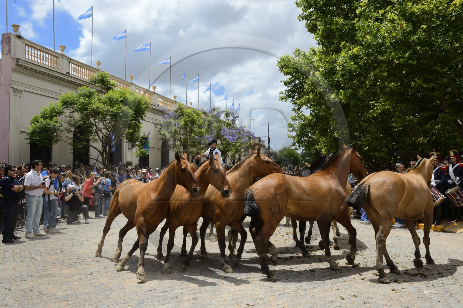 Argentine, province de Buenos Aires, San Antonio de Areco, fête du Jour de la Tradition (Dia de la Tradicion), gaucho présentant son troupeau de chevaux