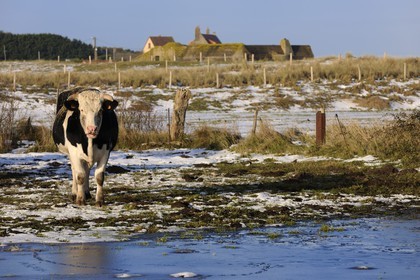 France, Manche, Cotentin, cows along the dunes of Utah Beach where took place the main American landing of D day