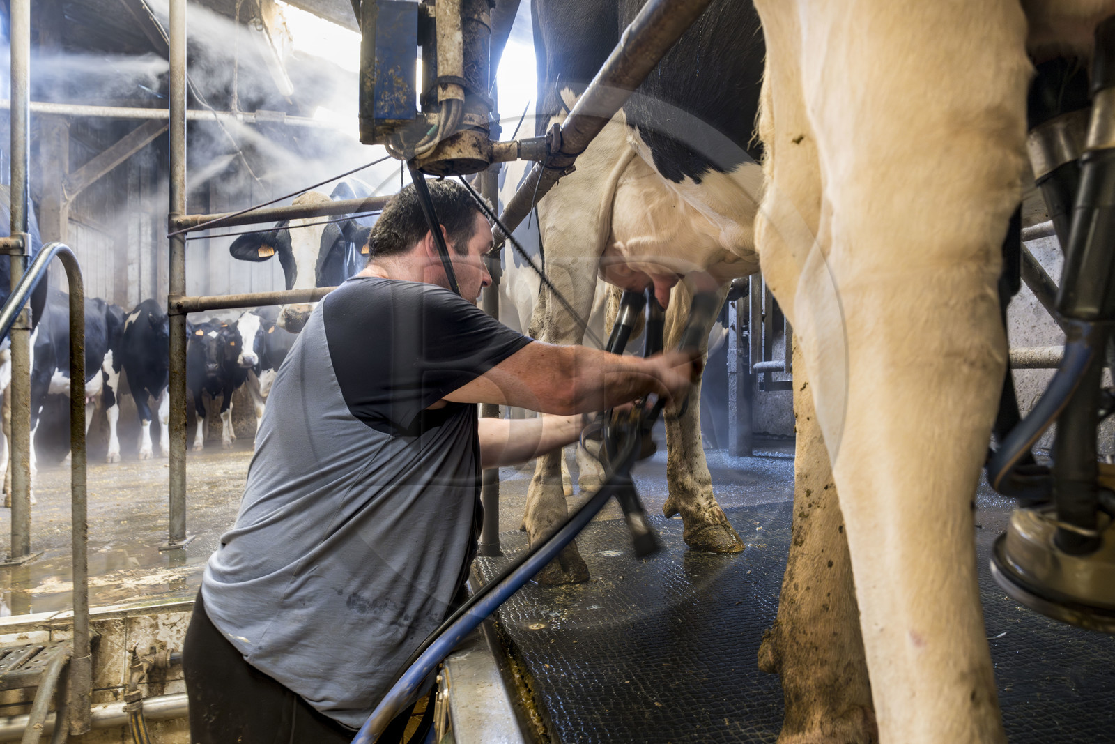 France, Finistère (29), Pays des Abers, Lannilis, ferme de Keruzal Vihan en bordure de l'Aber Benoit, Christophe Monot éleveur de vache laitières prim’holstein et traite du soir