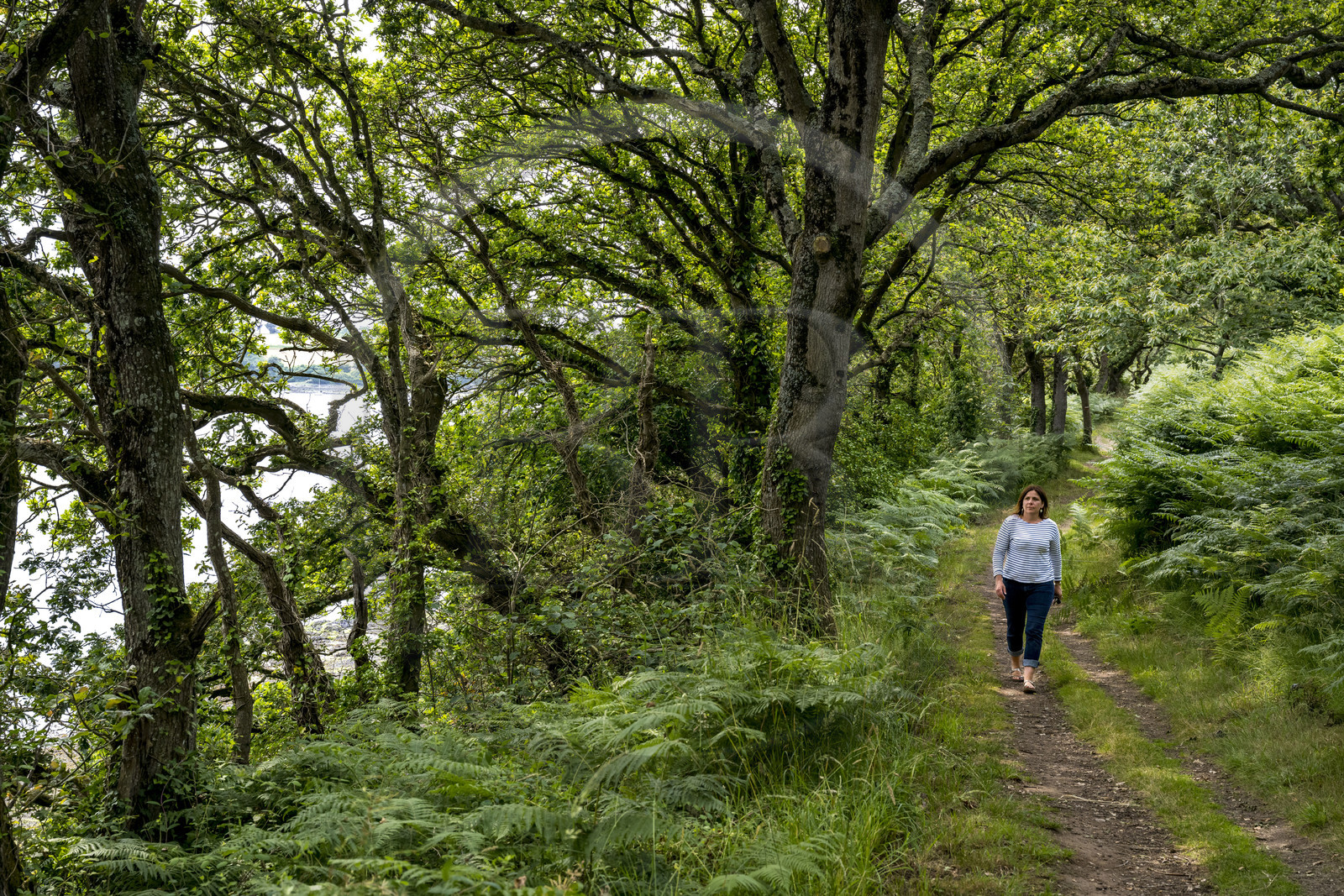 France, Finistère (29), Pays des Abers, chemin sous les arbres longeant l'Aber Benoit à Penhauban