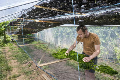 France, Finistère, Pays Bigouden (Bigouden country), Plozevet, Lenny Gouedic co-creator of Begood Alg, display of wild edible algae during the harvest day in a solar dryer
