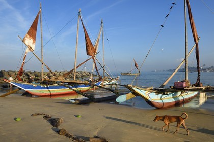 Sri Lanka, Western Province, Negombo, return on Porathota beach of the fishermen and their traditional catamarans after the morning fishing