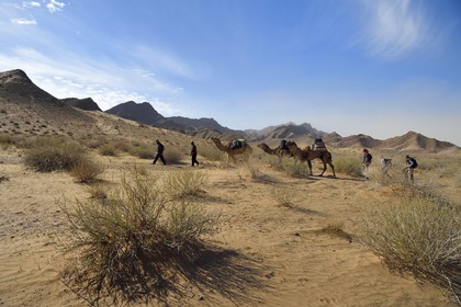 Iran, Province d'Ispahan, désert du Dasht-e Kavir, caravane de dromadaires vers l'oasis d'Arousan dans la région de Khur et Biabanak lors d'une randonnée chamelière