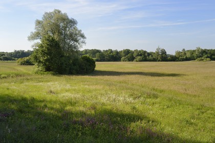 France, Bas Rhin, the Ried towards Herbsheim, the wet meadows