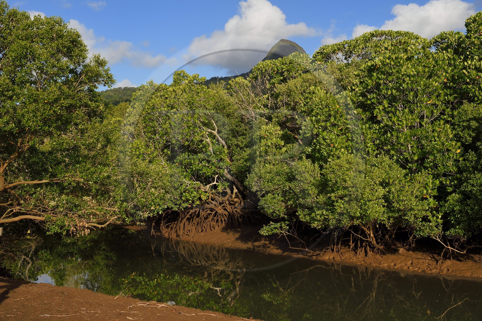 France, Mayotte island (French overseas department), Grande-Terre, Kani-Keli, the Kani-Be mangrove, Mount Choungui in the background