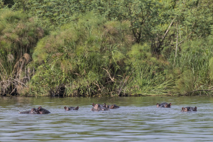 Rwanda, Akagera National Park, Lake Ihema, Hippopotamus (Hippopotamus amphibius)